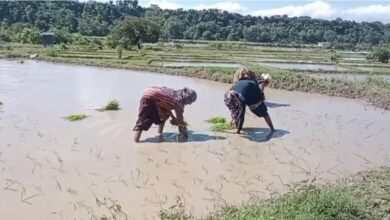 बासमती की खुशबू से फिर महकेगा दून: सफल ट्रायल के बाद 160 किसानों ने संभाली कमान; 75 हेक्टेयर में शुरू हुई खेती बासमती की खुशबू से फिर महकेगा दून: सफल ट्रायल के बाद 160 किसानों ने संभाली कमान; 75 हेक्टेयर में शुरू हुई खेती